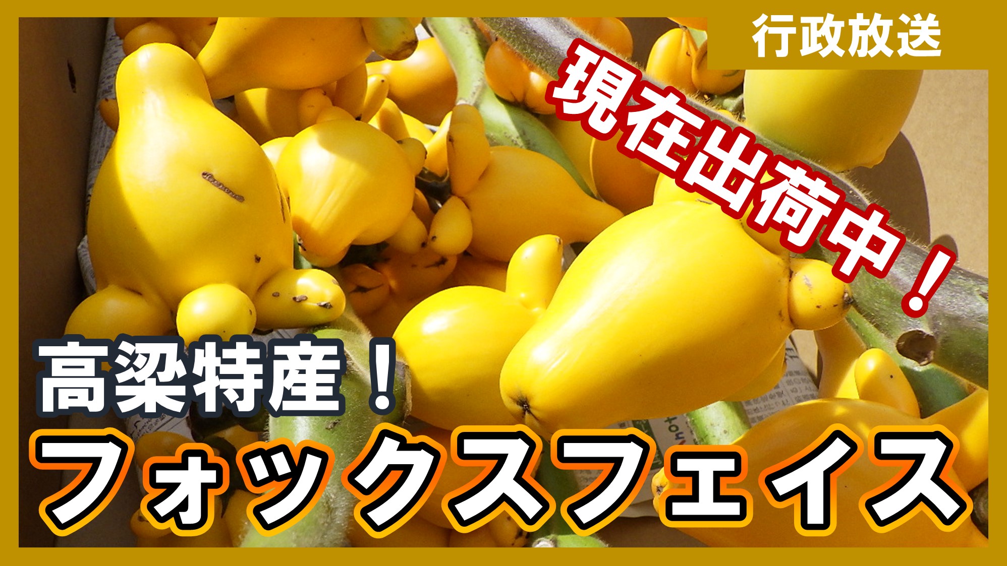 行政放送
