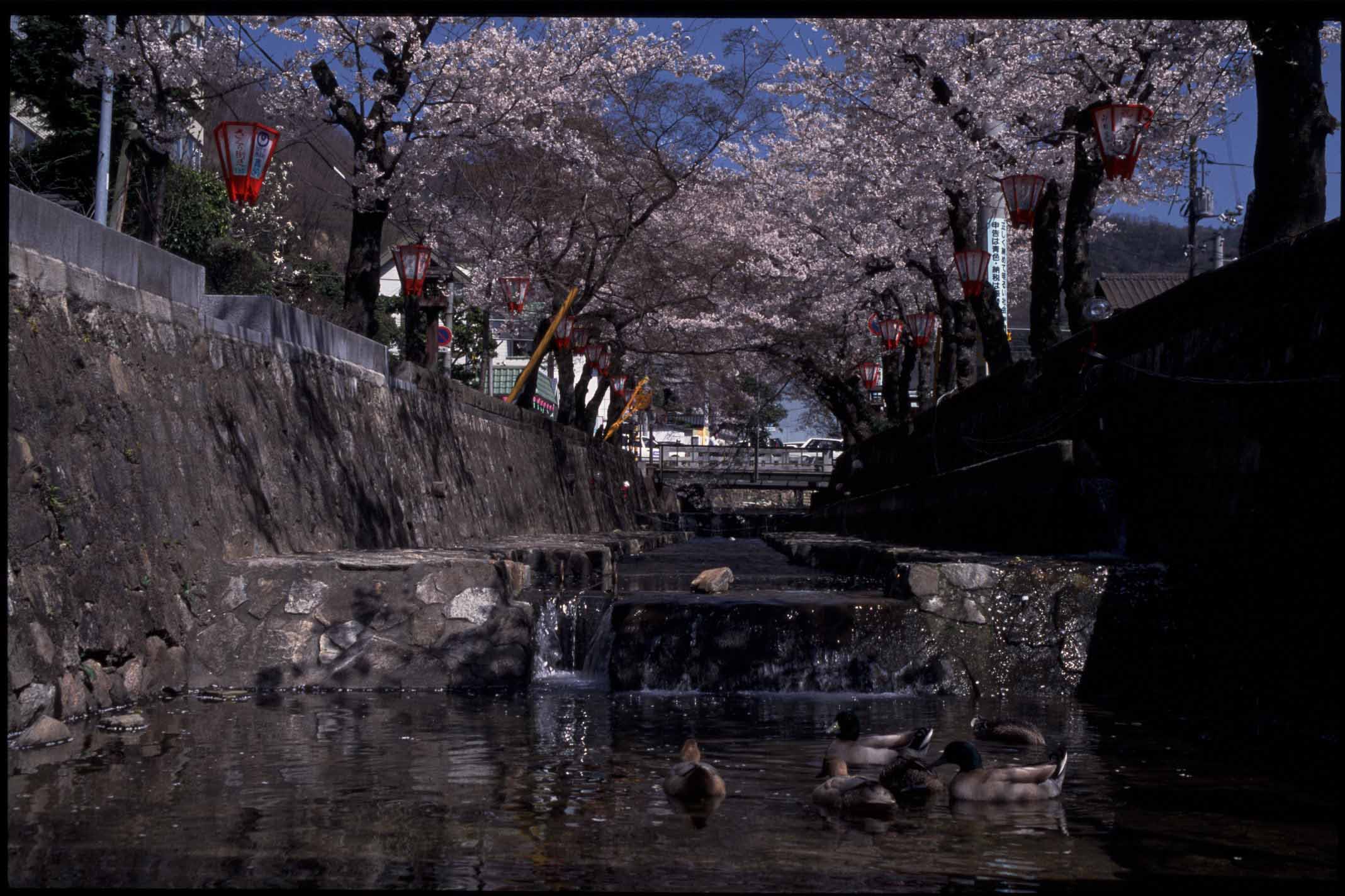 紺屋川筋の桜