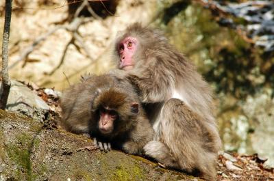 臥牛山のサル