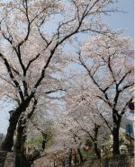 高梁市の花・さくら