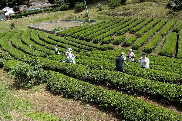 高梁茶畑