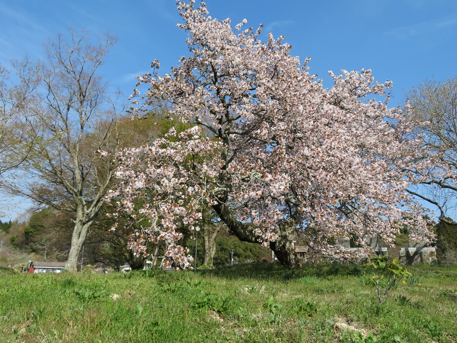 備中天神桜